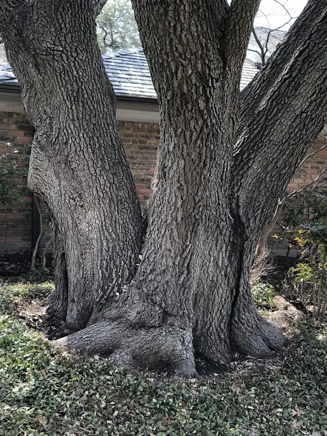 Mature heritage tree close to a Gretna property cared for by certified arborists